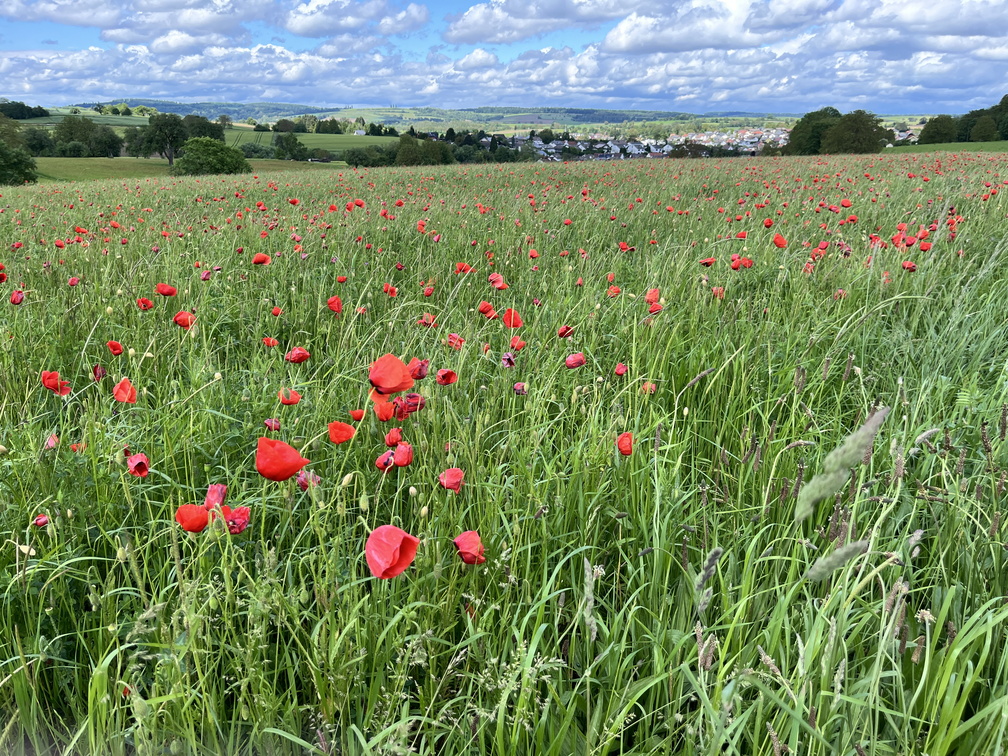 24-05-18 14-15-02 9463